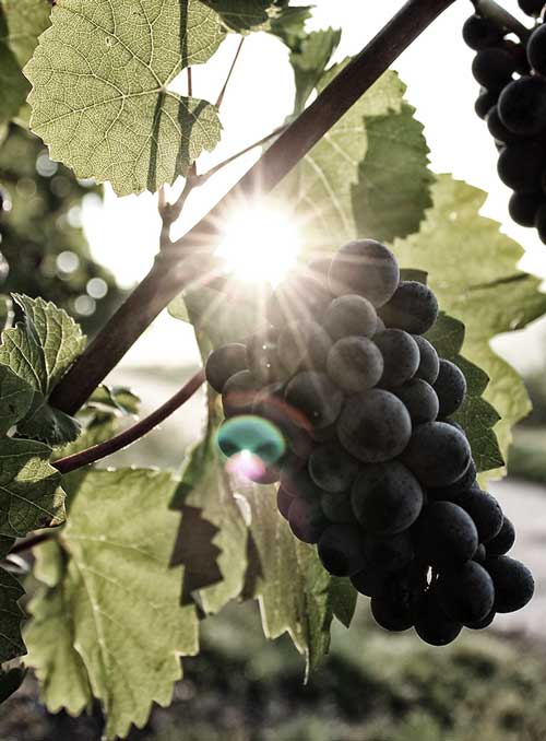 Produzione e vendita vini a Solferino